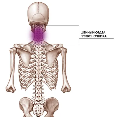Центр Мануальной терапии Атырау - Копчик — это самая нижняя, похожая на  хвостик часть позвоночника, состоящая из 3–4 сросшихся позвонков. ⠀ «Хвост»  совсем маленький. Тем не менее копчик выполняет целый ряд важных