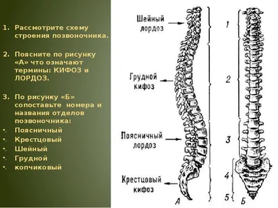 RSNA 2022 Cervical Spine Fracture Detection, или как я переломы шейных  позвонков искал / Хабр