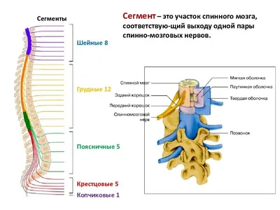 Метод целостного исследования позвоночника - системный анализ рентгенограмм  – тема научной статьи по клинической медицине читайте бесплатно текст  научно-исследовательской работы в электронной библиотеке КиберЛенинка