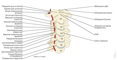 Позвоночник схемы : нормальная анатомия | e-Anatomy