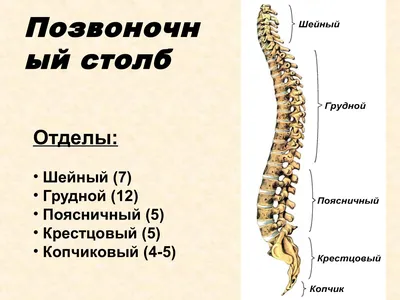 Строение шейных позвонков