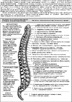 ПОЧЕМУ БОЛИТ СПИНА? Шейный, грудной и поясничный отделы позвоночника,  спинной мозг | Mednavigator.ru | Дзен