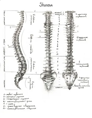 Kiparis-Spine muguras centrs / центр спины - Знакомо слово «Кифоз» ?? Такая  патология, как кифоз позвоночника, является одним из видов его искривления.  Он характеризуется выпуклостью, которая обращена назад, и проявляется в виде