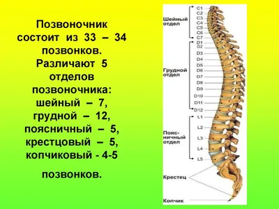 Исследование деформационного поведения межпозвонкового диска при наклоне  сегмента позвоночника – тема научной статьи по медицинским технологиям  читайте бесплатно текст научно-исследовательской работы в электронной  библиотеке КиберЛенинка