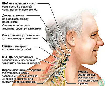 PDF) Особенности строения позвоночника сеголеток плотвы Rutilus rutilus  (Cyprinidae) после раздельного и совместного воздействия магнитного поля и  повышенной температуры на эмбрионы и их связь с размерными показателями рыб