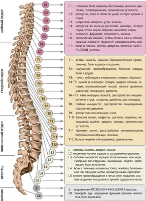 Диаграмма Рефлексологии Позвоночника Позвоночный Столбец Именами Номерами  Позвонков Боковой Вид Векторное изображение ©Furian 197153590