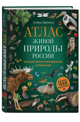 красивый летний пейзаж высокого разрешения фото большой природы россии  Стоковое Изображение - изображение насчитывающей красивейшее,  экологичность: 225144881