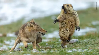 Лучшие фотографии дикой природы 2019 года