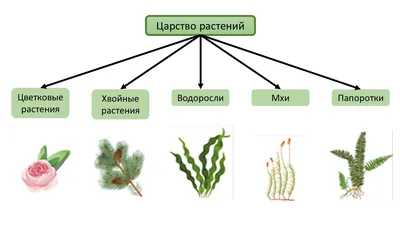 Неприхотливые вьющиеся растения для дачи - Agro-Market