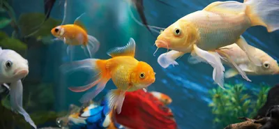 Как подготовиться к покупке аквариумных рыбок: уход и содержание