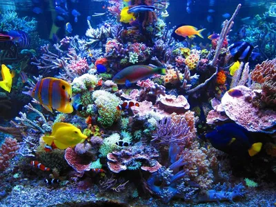 Есть ли интеллект у аквариумной рыбки? | Мир домашних животных | Дзен