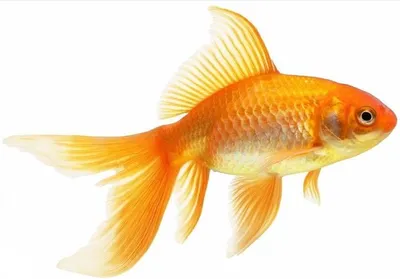 Корм для золотых рыбок, повседневный корм, стимулирующий яркую окраску