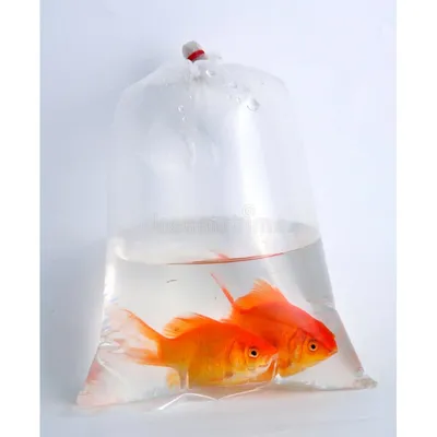 Сколько рыбок можно содержать в одном аквариуме? | PROpets | Дзен