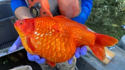 золотая рыбка большая в наличии, купить в Днепре в Зоомир
