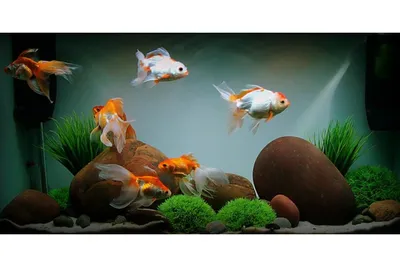 пять золотых рыбок плавают на черном фоне, картинка разных золотых рыбок  фон картинки и Фото для бесплатной загрузки