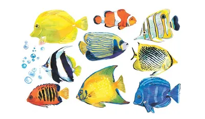 Топ-10 популярных видов аквариумных рыбок для начинающих - Forpost