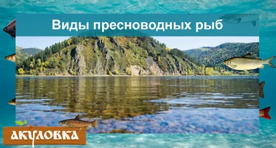 Рыбки растут всю жизнь