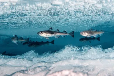 На Камчатке отметили День первой рыбы (ФОТО) - KamchatkaMedia.ru