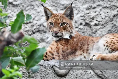 BB.lv: Очевидица засняла рысь возле автобусной остановки в Алуксненском  крае (+ВИДЕО)