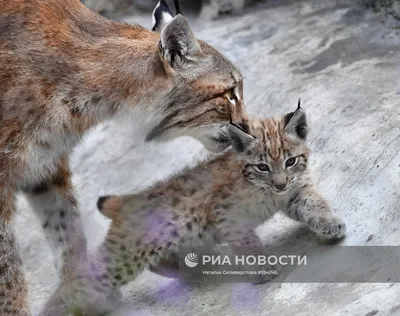 Рысь из Рижского зоопарка переезжает в Фельдман Экопарк - FELDMAN-ECOPARK