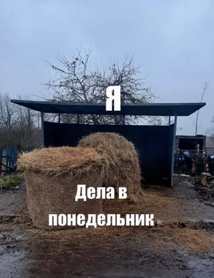 Как выбрать хорошее сено. Подходящее сено для каждого животного, свойства и  состав.