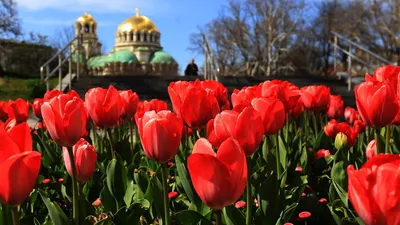 Вербное воскресенье 2021. Праздничные открытки, гиф, поздравления в смс,  прозе и стихах