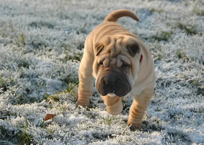 Шарпей (Shar-Pei) - это сильная, преданная и активная порода собак. Фото,  отзывы и описание породы.