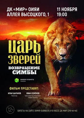 Стало известно о судьбе львенка Симбы, которого собирались продать через  интернет