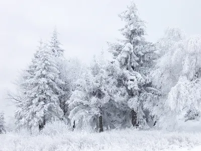 Снег — Википедия