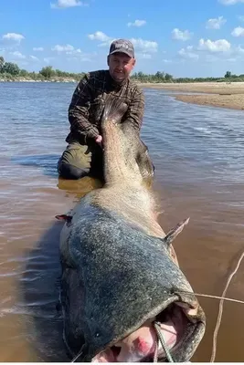 На Припяти поймали сома весом 80 кг. Фотофакт | bobruisk.ru