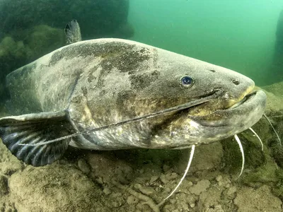 Сом европейский мальки для зарыбления водоема и рыбалки