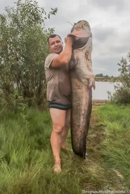 Краснохвостый сом фрактоцефалус содержание в аквариуме, фото-видео обзор