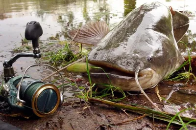 Сом Все виды рыбы способы и места ловли в водоемах Ленинградской области