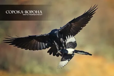 Факты о сороках, которые Вы (возможно) не знали | Пикабу