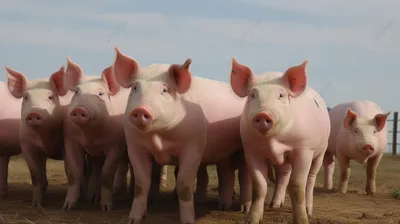 В Китае вырастили монструозную свинью: она весит больше 500 кг