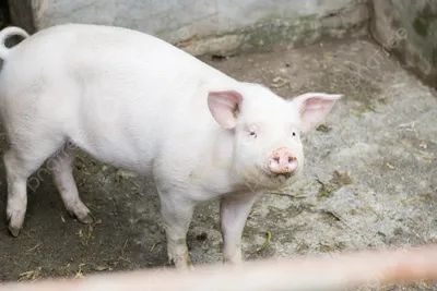 Породы свиней: породы свиней, породы свиней в Украине
