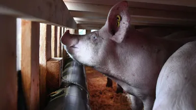 Свинья - это не просто грязное животное» — создано в Шедевруме