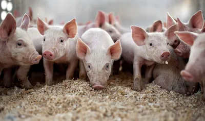 Рыжие, пятнистые и с курчавой шерстью: топ-10 необычных пород свиней |  Ветеринария и жизнь