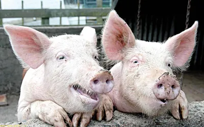 Одичавшие свиньи появились на юго-востоке Франции из-за гор мусора - РИА  Новости, 15.12.2023