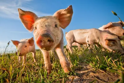 Розовые свиньи на зеленых горных склонах Стоковое Изображение - изображение  насчитывающей свинья, боров: 122653603