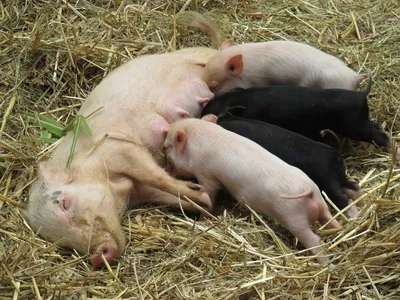 Свиньи Лежащие В Грязи — стоковые фотографии и другие картинки Свинья -  Копытное животное - Свинья - Копытное животное, Без людей, Вертикальный -  iStock