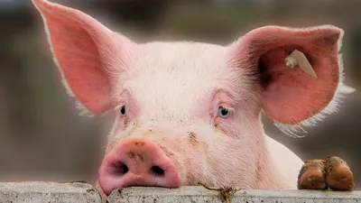 В Кыргызстане потяжелели свиньи на продажу - 03.12.2023, Sputnik Кыргызстан