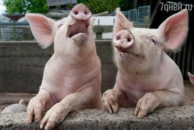 Нашествие химер: свиньи-мутанты терроризируют США | Документалистика РЕН ТВ  | Дзен
