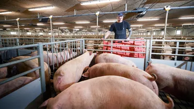 О чем говорят свиньи: ученые научились понимать язык поросят | Своё  Фермерство: всё об агробизнесе и фермерстве | Дзен