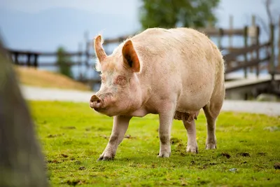 Самая толстая свинья в мире (22 фото) | Смешные животные, Товары для  животных, Смешные свиньи