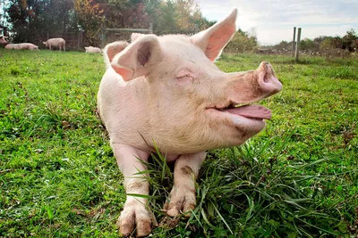 Свинья Поросенок Счастливые Свиньи - Бесплатное фото на Pixabay - Pixabay