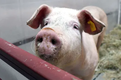 Италия уничтожила более 30 тыс. свиней из-за АЧС | Ветеринария и жизнь