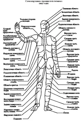 Пропорции тела женщины: мнение мужчин и ученых | My Body | Дзен