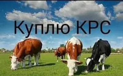 Продам стельных телок в Калининграде №628746S2236940635