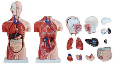 Модель торса человека, бесполая, 16 частей – Avikontex